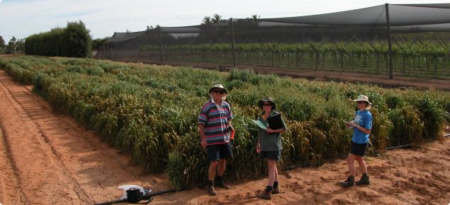 Oat breeding team standing in front of a trial plot at the Carnarvon disease screening nursery in 2013