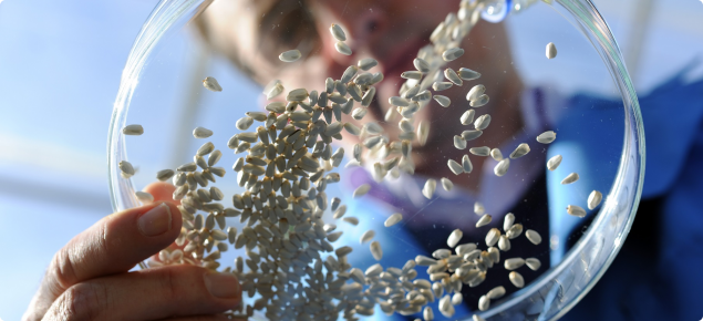 Seed being poured into a petri dish