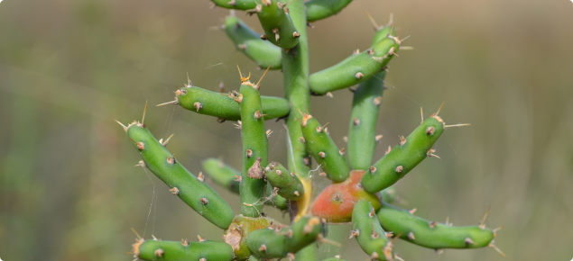 Cylindropuntia leptocaulis plant