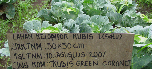 Improvements to cabbage cultivation in Indonesia are made through research