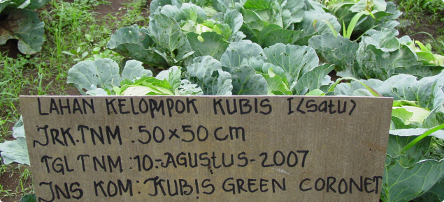 Improvements to cabbage cultivation in Indonesia are made through research