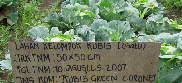 Improvements to cabbage cultivation in Indonesia are made through research