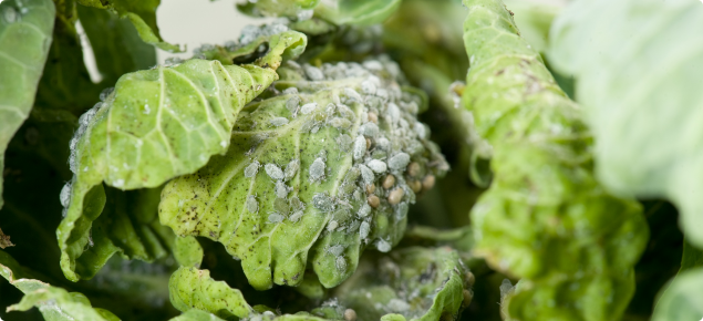 Cabbage aphids can retard seedling growth and foul mature plants in brassica vegetable crops. Photo courtesy Pia Scanlon, DAFWA