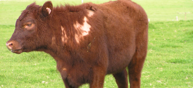 Calf with sucking lice