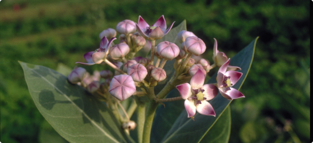 Calotropis flower