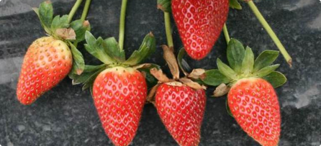 Symptoms of Gnomoniopsis on strawberry calyces