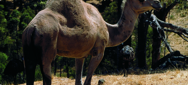 The camel is grey brown or dun coloured with a darker hump, shoulder and back of the neck