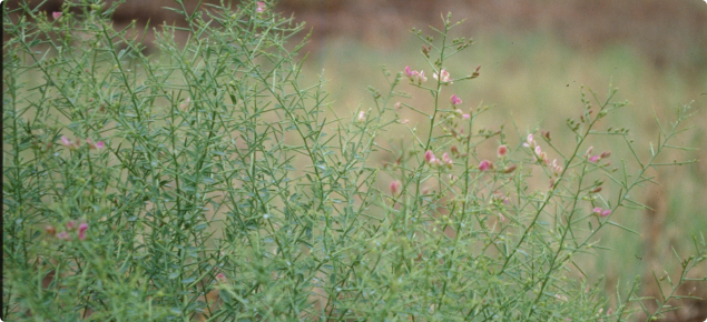 Camelthorn shrub with small pink flowers