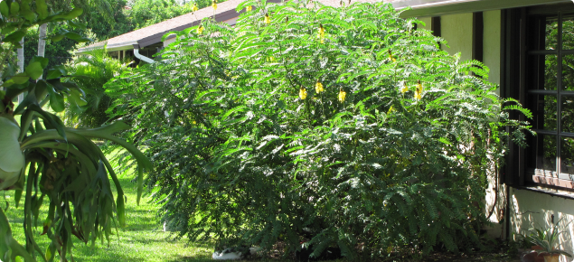 Candle bush flowering habit.