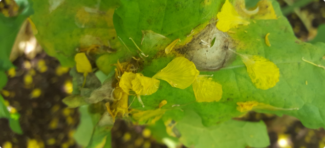 Sclerotinia leaf lesions on canola