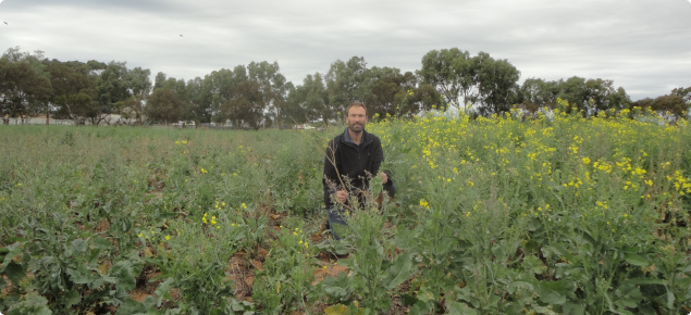 DAFWA Research Officer Martin Harries sitting in Geraldton Aphid Trial