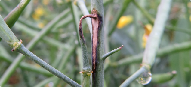 Canola stem at mid podding showing how a petiole infection can result in a main stem lesion, a type of blackleg UCI. (©2019 Andrea Hills DPIRD)