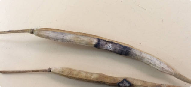 Mature canola pods with blackleg lesions