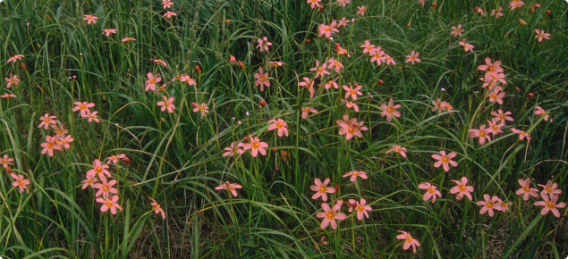 Dense infestation of one-leaf cape tulip