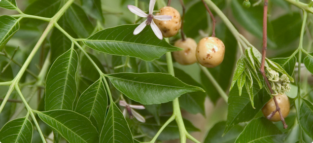 Foliage with star shaped pale lilac flowers and yellow berries.