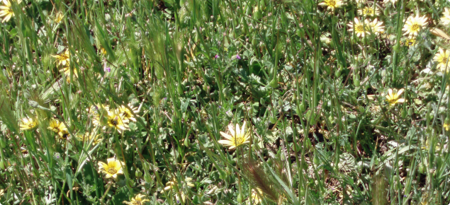 Capeweed and barley grass in pasture