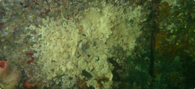 Carpet sea squirt underwater - Didemnum vexillum