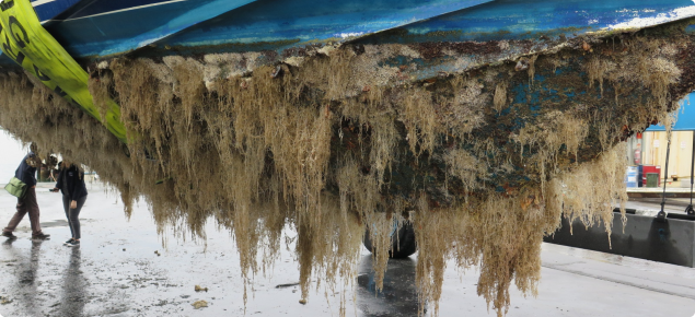 Carpet sea squirt on a boat in drydock