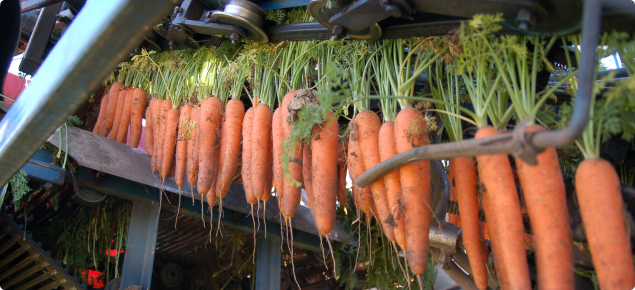 Carrot harvest