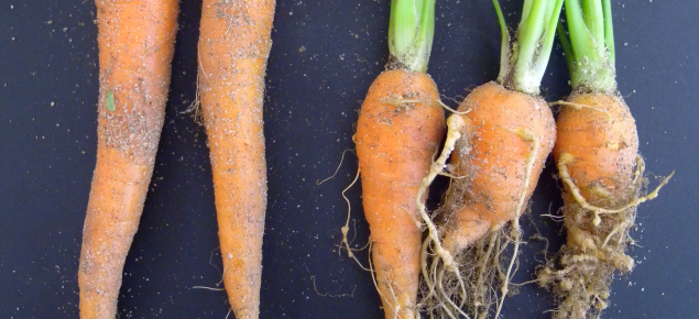 Carrots of the same age, healthy ones on the left and three damaged by root-knot nematodes on the right