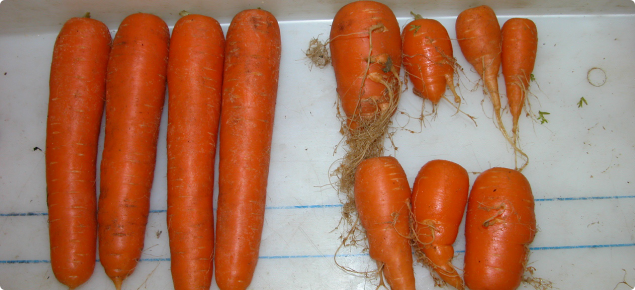 Carrots grown in nematode infected soil with (left) and without Telone treatment 