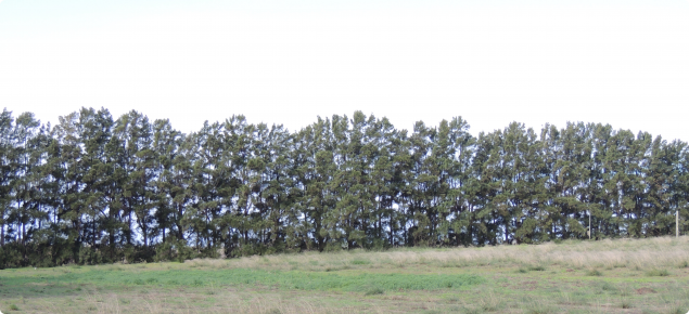 Mature Casuarina species trees, established as a windbreak.