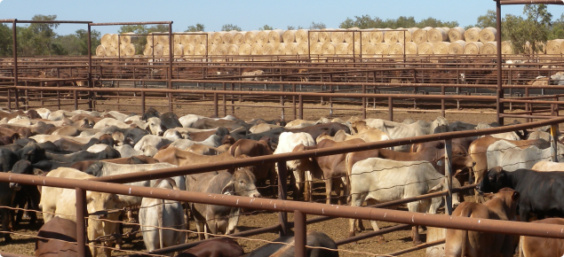 Brahman cattle in export yards