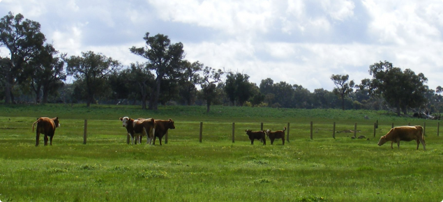 Beef cattle grazing in Peel region