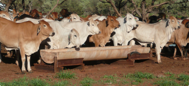 Brahman cattle standong at feed trough