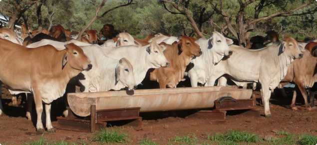 The Northern Beef forum and field day are open to all pastoralists, members of the beef supply chain and other interested people.