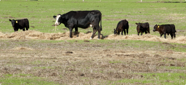 A cow and four calves eating hay in a paddock.