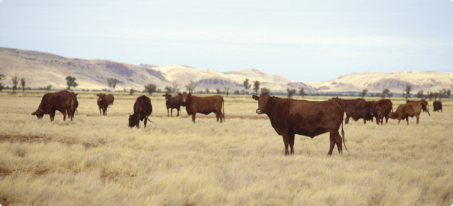 Cattle standing in pastoral area