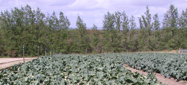 Cauliflower crop with a tree windbreak in the background of the picture.