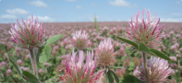 Close up of Rose Clover flowers in a Certified seed crop
