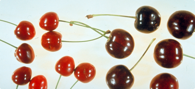 Cultivar Lambert cherries with Little cherry disease symptoms (left) and healthy fruit (right)