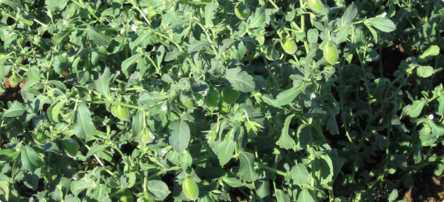 Kabuli chickpea in the Ord showing leaves and pods