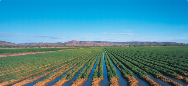Kabuli chickpea in the Ord