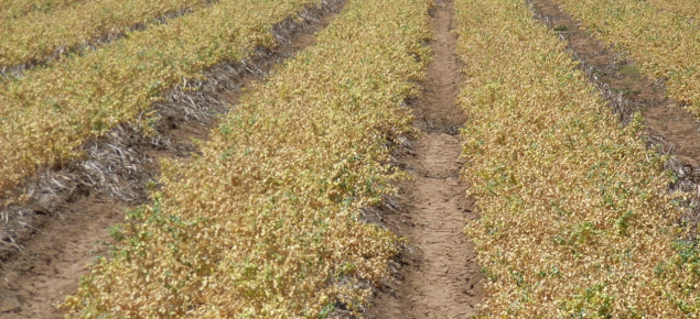 Kimberley large chickpeas ready for undercutting