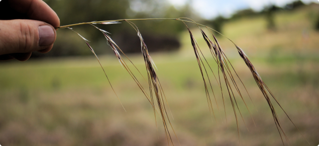 Chilean needle spikelets