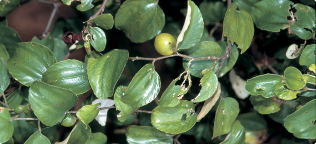 Chinee apple fruits