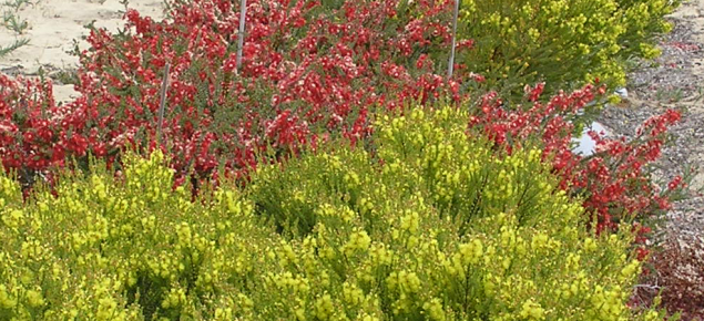 Red and yellow verticordias in flower