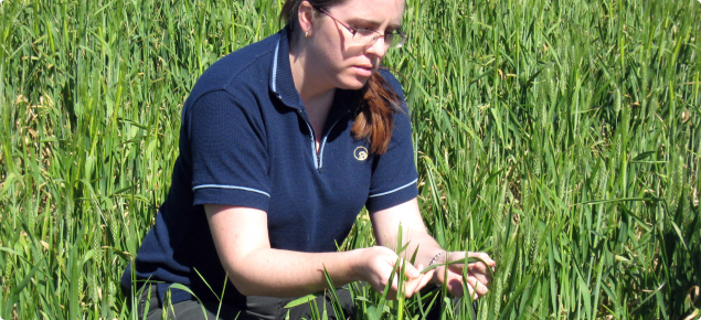 Inspecting Barley crops for net blotch disease