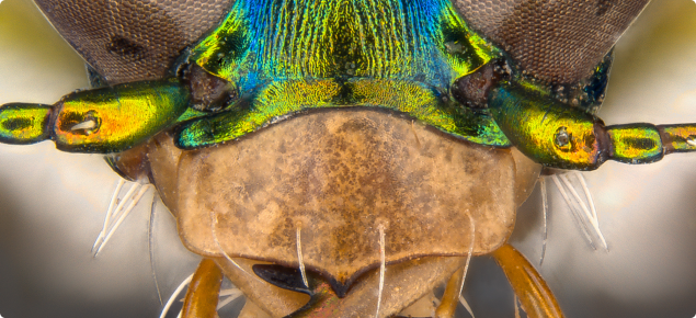 Close up of Cicindela rafflesia head