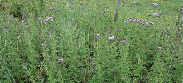 Perennial thistle growing along a fence line, with purple flower heads.