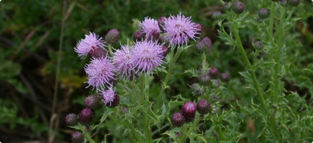 Close up view of purple perennial thistle flower heads.