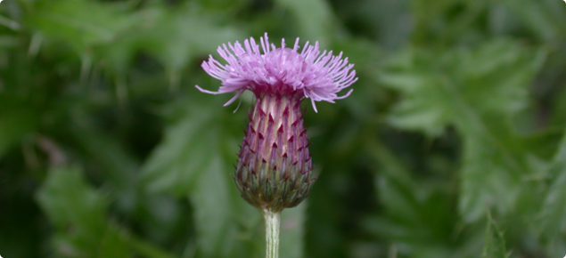 Close up view of a perennial thistle flower head.