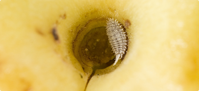 Citrophilus mealybug on a fruit