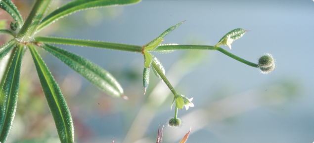 Stems, leaves and seeds (fruit) are covered with hooked hairs and spines.