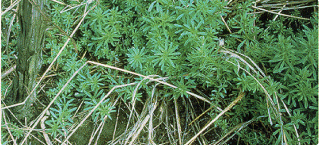 Cleavers forms dense tangled masses of vegetation.