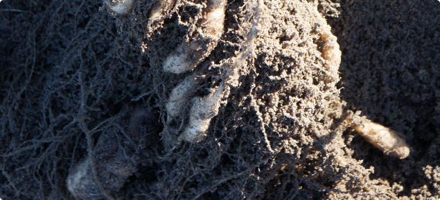 Brassica plant roots infected with the disease which causes clubroot.  The roots of the plant are swollen and distorted, preventing the uptake of water and nutrients.